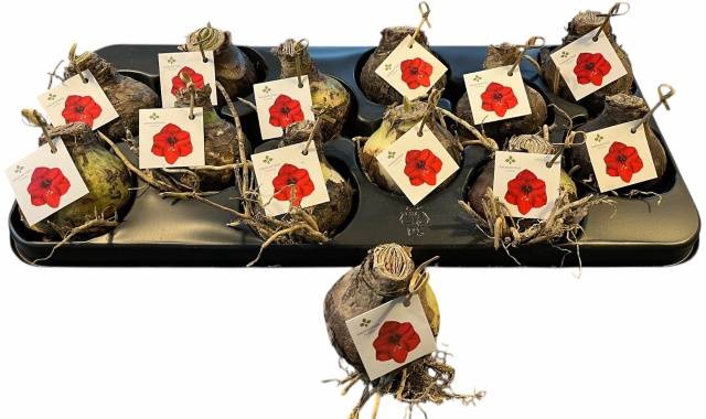 <h4>BLOEMBOL HIPPEASTRUM</h4>