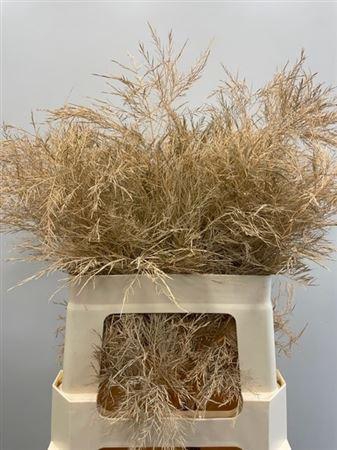 <h4>Treefern Apricot</h4>