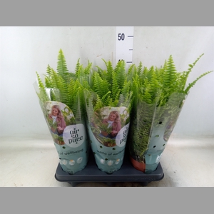 Nephrolepis exal. 'Green Lady'