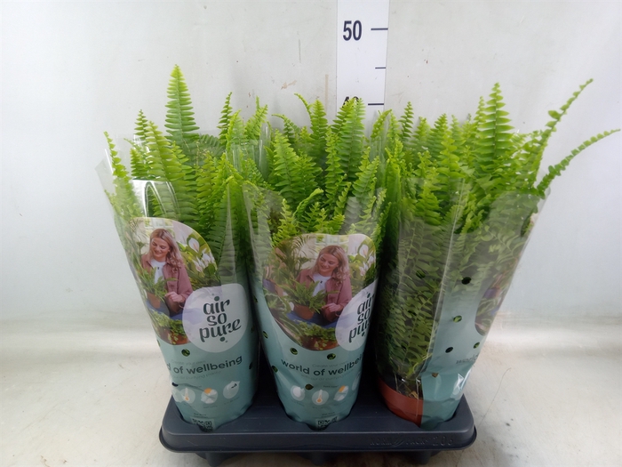 <h4>Nephrolepis exal. 'Green Lady'</h4>