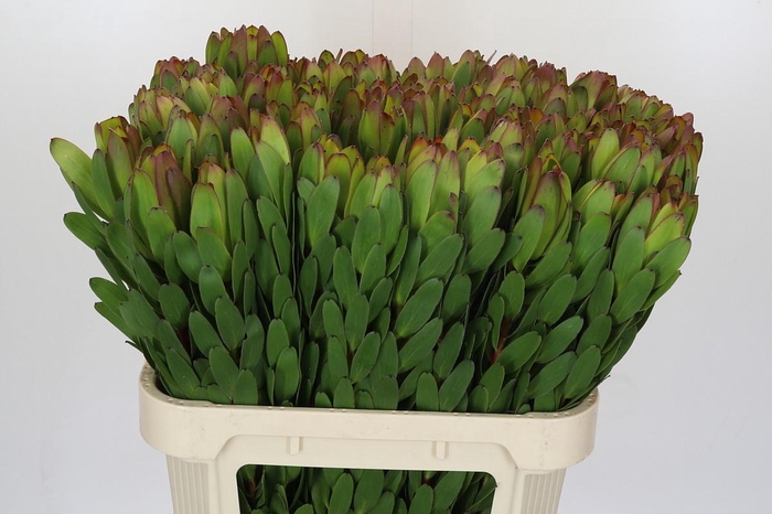 <h4>Leucadendron Goldstrike</h4>