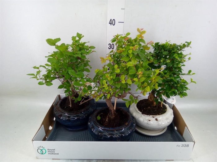 <h4>Bonsai   ...mix</h4>