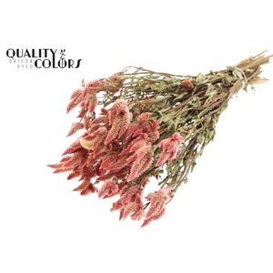 Celosia Dried per bunch Natural Pink