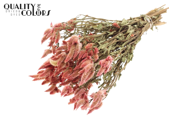 <h4>Celosia Dried per bunch Natural Pink</h4>