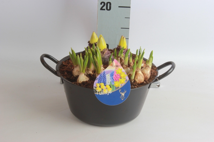 <h4>ARR BOL KNOLGEWAS</h4>