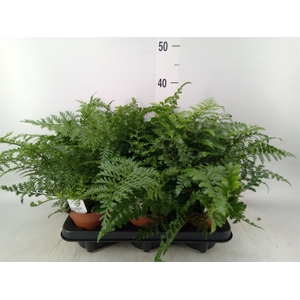 Asplenium  'Parvati'