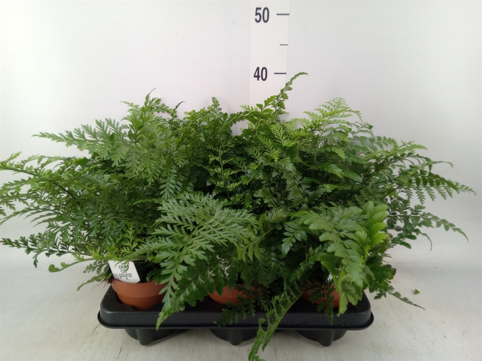<h4>Asplenium  'Parvati'</h4>