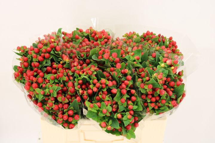 <h4>HYP MAG TRIUMPH</h4>