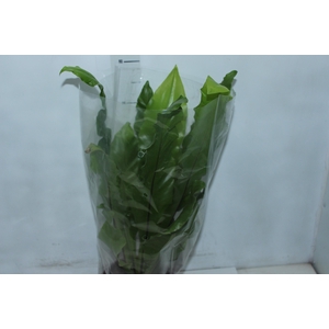 ASPLENIUM NIDUS P20