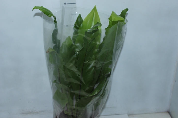 <h4>ASPLENIUM NIDUS P20</h4>
