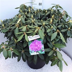 Rhododendron catawbiense 'Boursault' purple