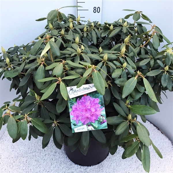 <h4>Rhododendron catawbiense 'Boursault' purple</h4>