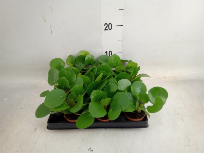 <h4>Pilea peperomoides</h4>