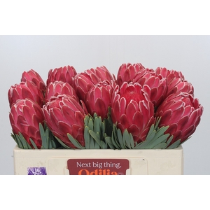 Protea Venus