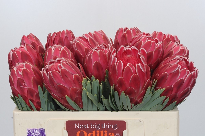 <h4>Protea Venus</h4>