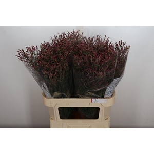 Lim Sin Scarlet Dia 80/40