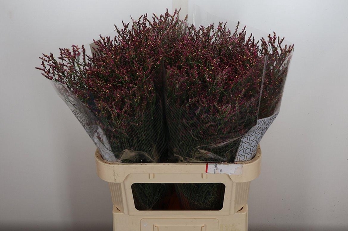 <h4>Lim Sin Scarlet Dia 80/40</h4>