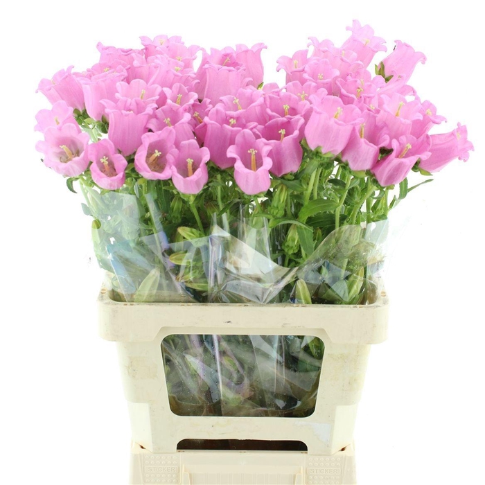 <h4>CAMP M CHAMPION PINK</h4>