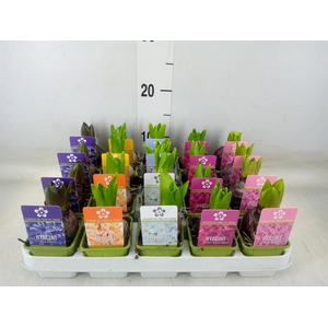 Hyacinthus orie. 'Pearl'  ...mix  5