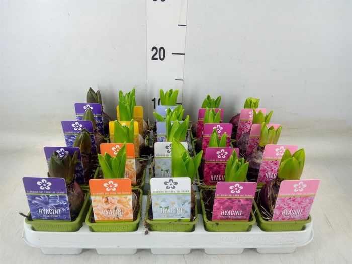 <h4>Hyacinthus orie. 'Pearl'  ...mix  5</h4>