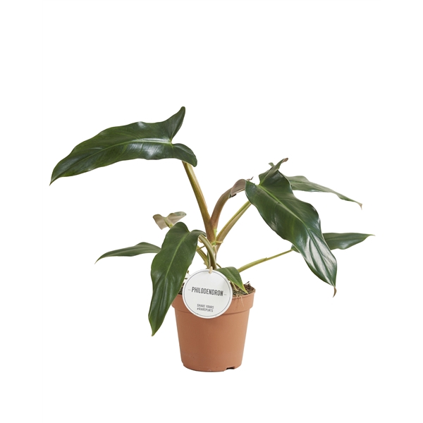 <h4>Philodendron Mexicanum</h4>