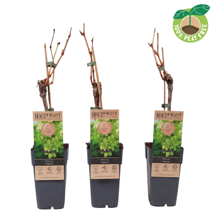 <h4>Vitis Himrod</h4>