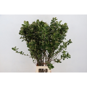 ARONIA MELANOCAR BLD 100CM