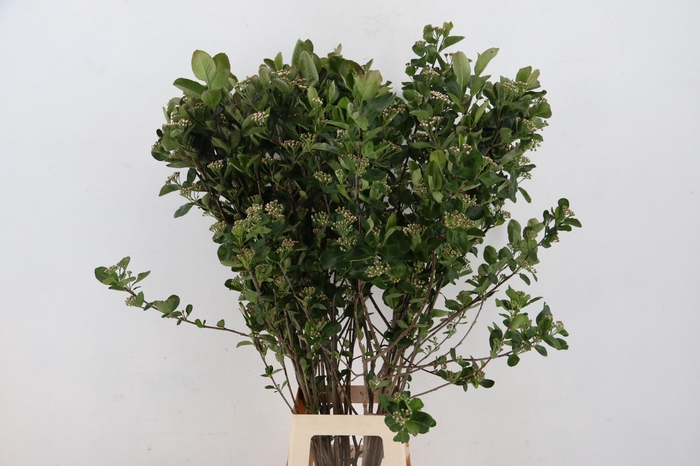 <h4>ARONIA MELANOCAR BLD 100CM</h4>