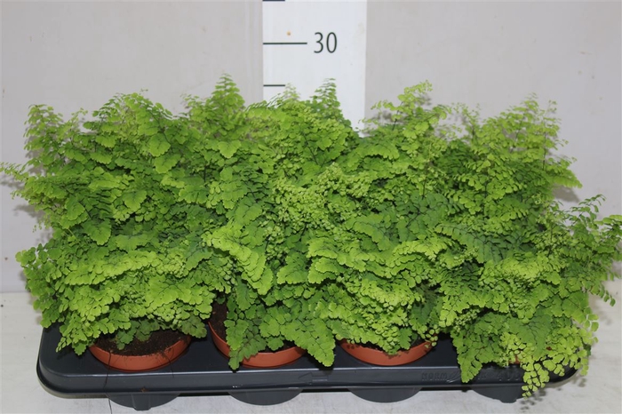 <h4>Adiantum Ra Fritz-luthi</h4>