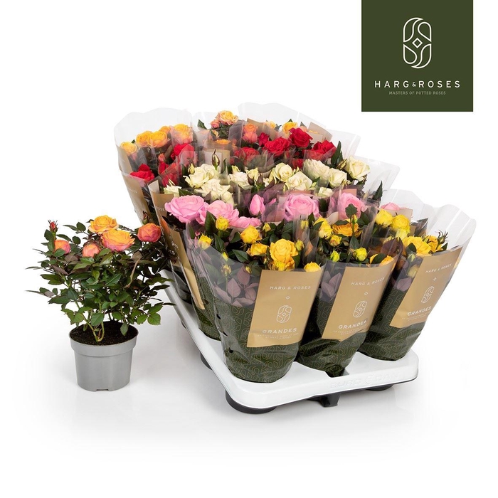 <h4>Rosa Kordana Grande gemengd</h4>