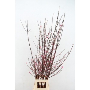 PRUNUS TRILOBA VERTAKT 140CM