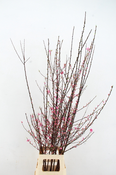 <h4>PRUNUS TRILOBA VERTAKT 140CM</h4>