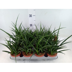 Sansevieria  'Fernwood'