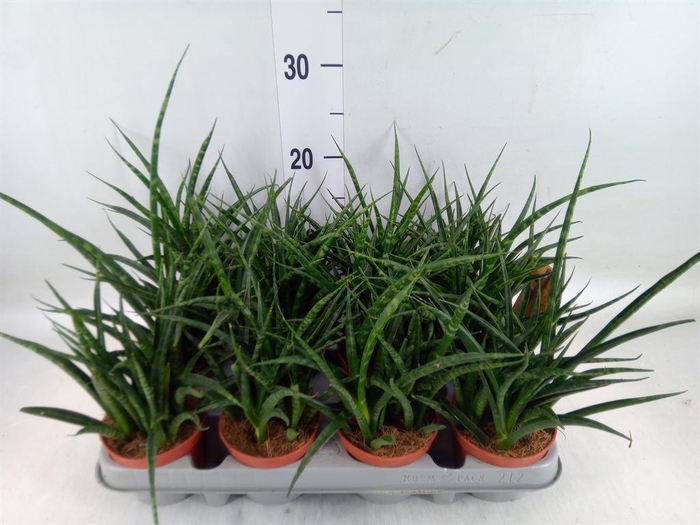 <h4>Sansevieria  'Fernwood'</h4>