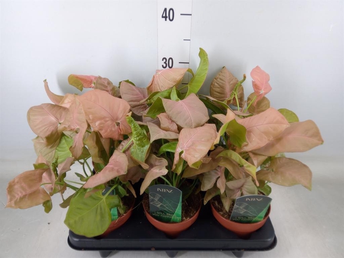 <h4>Syngonium podop.</h4>