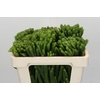 Kaaps Groen Albigreen