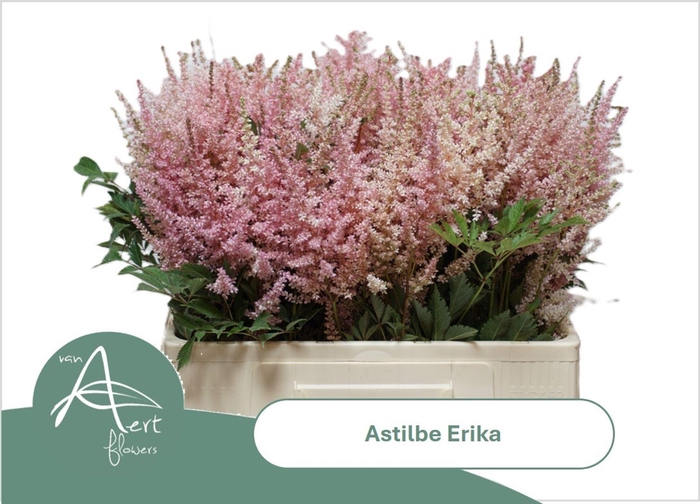 <h4>ASTIL ERIKA ASTIL AR ERIKA</h4>