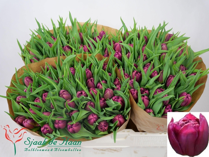 <h4>TU DU WORLD BOWL</h4>