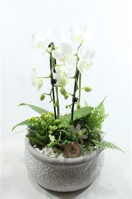 <h4>4923 Ker Luxe Phal</h4>