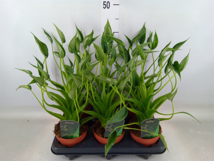 <h4>Alocasia  'Tiny Dancers'</h4>