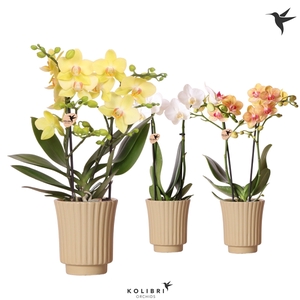 Kolibri Orchids Phalaenopsis mix 2 spike in Retro pot khaki