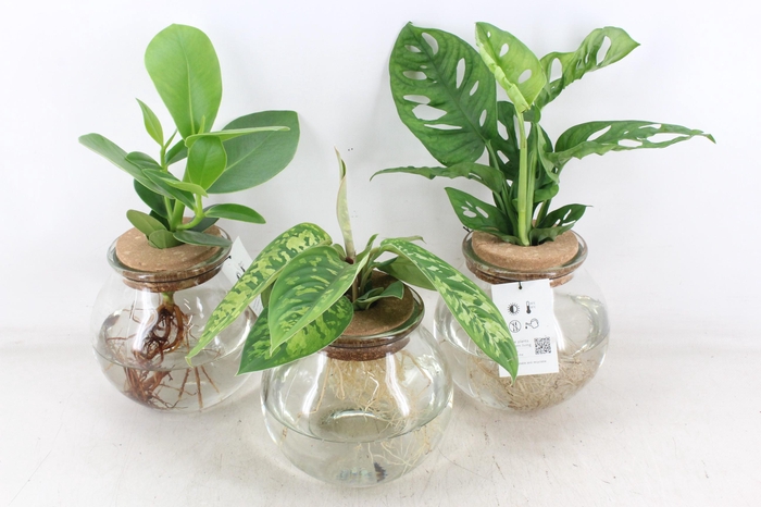 <h4>arr3 VDE - Bolglas met kurk</h4>