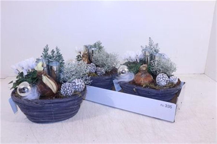 <h4>Arr Hippeastrum</h4>