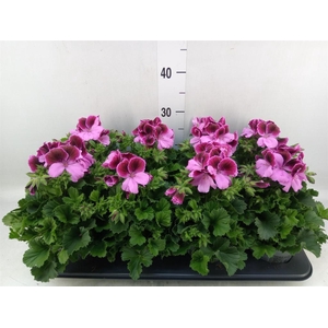 Pelargonium gran.   ..