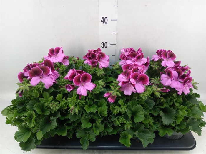 <h4>Pelargonium gran.   ..</h4>