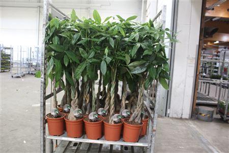 <h4>Pachira Aquatica</h4>