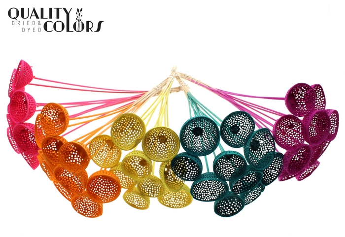 Bell Cup Jali on stem Intense Mixed Colours