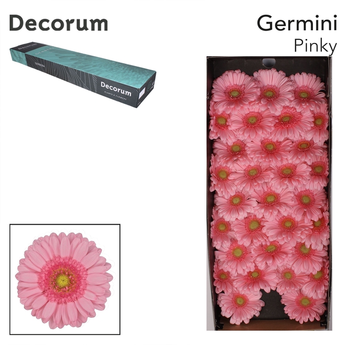 <h4>Germini Pinky Doos</h4>