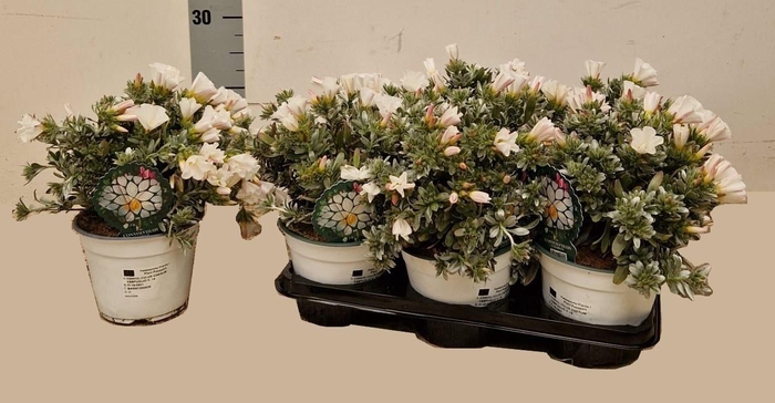 <h4>CONVO CNEORUM</h4>