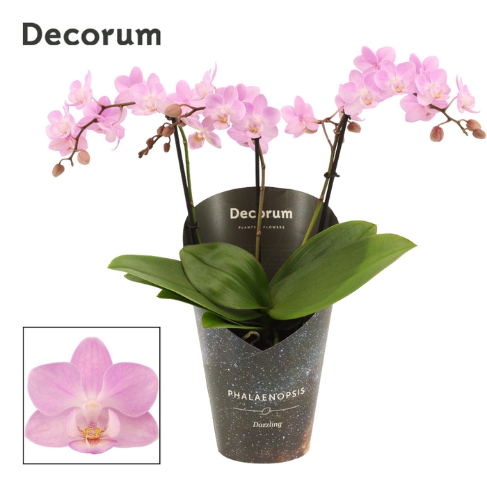 <h4>Phalaenopsis dazzling Cotton Candy 3-4 tak (Decorum)</h4>